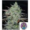 DELICIOUS SEEDS - MARMALATE FEM - 3 SEEDS