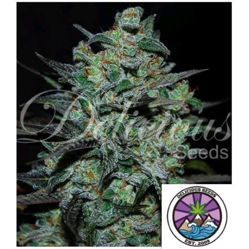 DELICIOUS SEEDS - NORTHERN LIGHT BLUE THC-FREE - 10 SEEDS