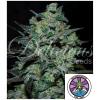 DELICIOUS SEEDS - NORTHERN LIGHT BLUE THC-FREE - 5 SEMI 