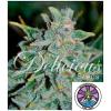 DELICIOUS SEEDS - NORTHERN LIGHT BLUE  AUTO - 3 SEMI