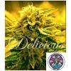 DELICIOUS SEEDS - SUGAR BLACK ROSE AUTO - 3 SEMI
