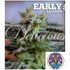 DELICIOUS SEEDS - SUGAR BLACK ROSE - EARLY VERSION - 1 SEED
