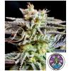 DELICIOUS SEEDS - SUGAR BLACK ROSE FEM - 3 SEEDS