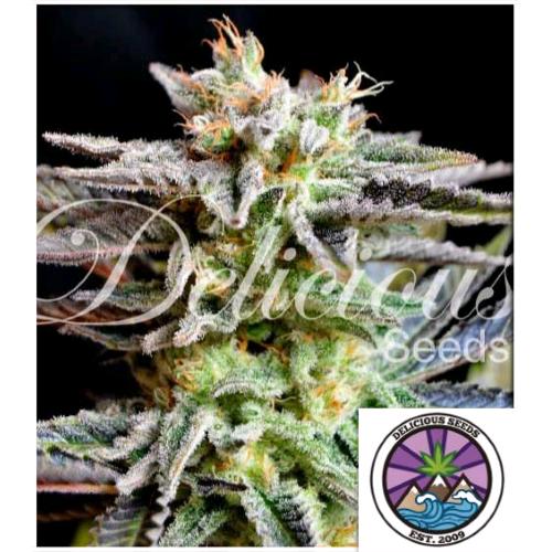 DELICIOUS SEEDS - SUGAR BLACK ROSE FEM - 1 SEED