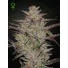 GREEN HOUSE - ALIENZ AUTO - 3 SEMI