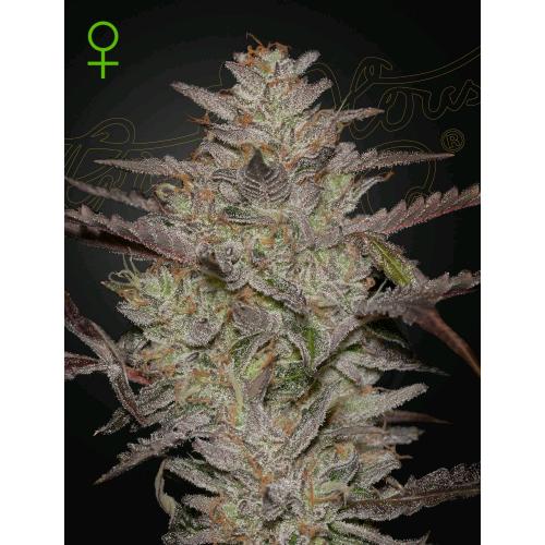 GREEN HOUSE - ALIENZ AUTO - 10 SEEDS