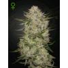 GREEN HOUSE - HIGHCLOUDZ AUTO - 1 SEED
