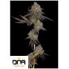 DNA GENETICS - DNA CAKE AUTO - 10 SEEDS