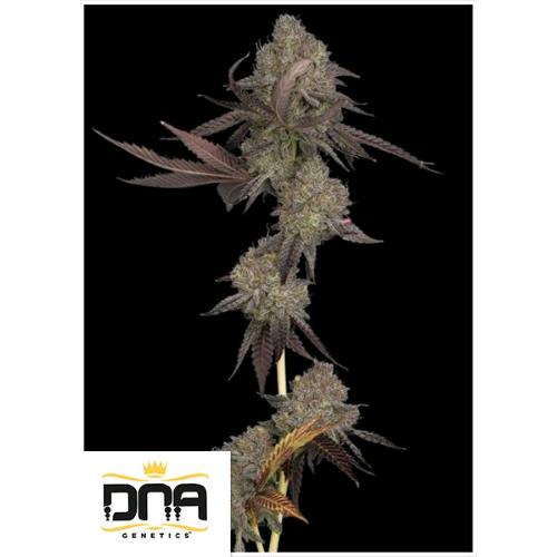 DNA GENETICS - DNA CAKE AUTO - 5 SEMI