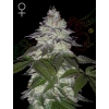 GREEN HOUSE - MILKY DREAMS FEM - 5 SEEDS