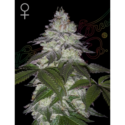GREEN HOUSE - MILKY DREAMS FEM - 10 SEEDS