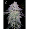 GREEN HOUSE - NORI CAKE FEM - 10 SEEDS