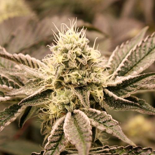 HUMBOLDT SEEDS - MOUTH WASH FEM - 3 SEEDS