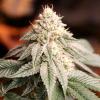 HUMBOLDT SEEDS - SUNSET BRIDE FEM - 3 SEEDS