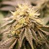 HUMBOLDT SEEDS - SUNDOGZ FEM - 3 SEMI