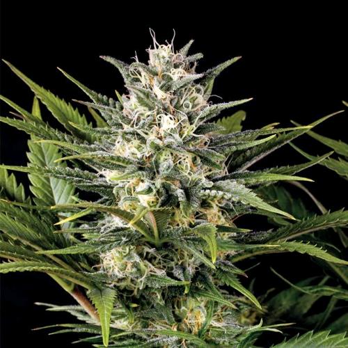 HUMBOLDT SEEDS - PINEAPPLE SKUNK FEM - 10 SEEDS