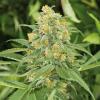 HUMBOLDT SEEDS - GREEN CRACK FEM - 3 SEMI
