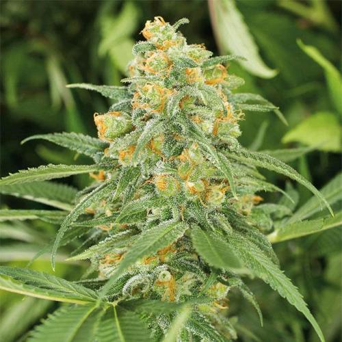 HUMBOLDT SEEDS - GREEN CRACK FEM - 3 SEEDS
