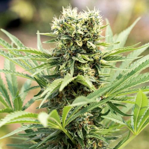 HUMBOLDT SEEDS - DEDOVERDE HAZE FEM - 5 SEEDS