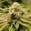 HUMBOLDT SEEDS - GORILLA BREATH FEM - 3 SEEDS