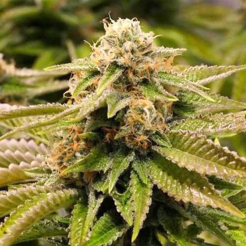 HUMBOLDT SEEDS -GORILLA BREATH FEM - 5 SEEDS