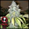 DOMUS SEEDS - ALIEN CHOCOLATE EXPRESS AUTO - 3 SEMI