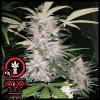 DOMUS SEEDS - AUTO BRUCE BANNER - 3 SEMI