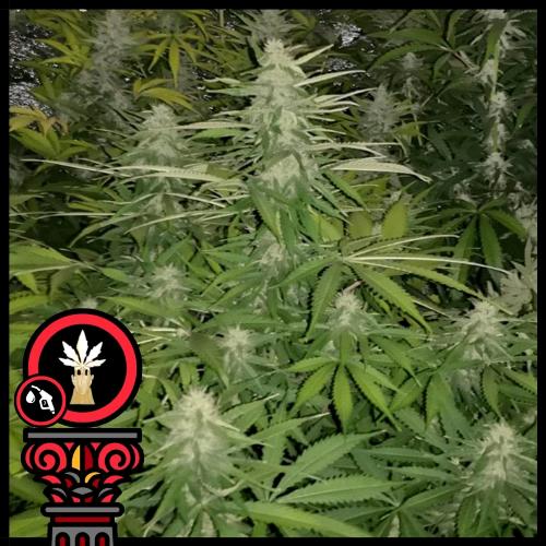 DOMUS SEEDS - AUTO BRUCE BANNER - 3 SEMI