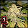 DOMUS SEEDS - AUTO COOKIES - 3 SEMI