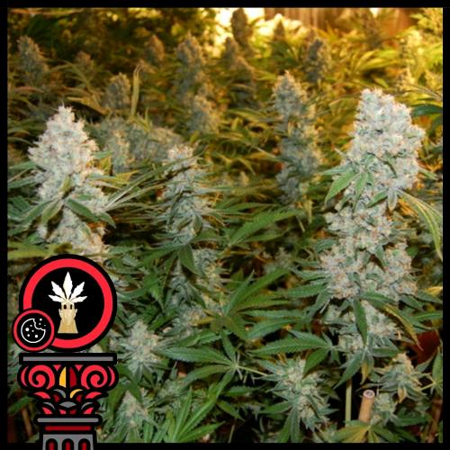 DOMUS SEEDS - AUTO COOKIES - 3 SEMI