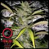 DOMUS SEEDS - AUTO LEMON HAZE - 3 SEMI