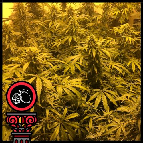DOMUS SEEDS - AUTO LEMON HAZE - 5 SEEDS
