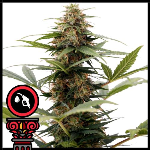 DOMUS SEEDS - AUTO OG KUSH - 5 SEEDS