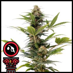 DOMUS SEEDS - AUTO OG KUSH - 5 SEEDS