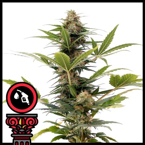DOMUS SEEDS - AUTO OG KUSH - 5 SEEDS
