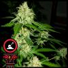DOMUS SEEDS - AUTO OREGON BUD - 3 SEMI