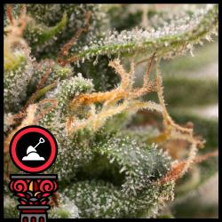 DOMUS SEEDS - AUTO OREGON BUD - 3 SEEDS