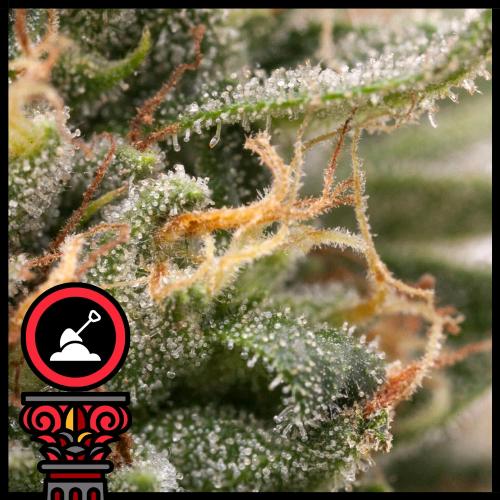 DOMUS SEEDS - AUTO OREGON BUD - 3 SEEDS