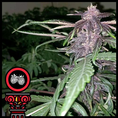 DOMUS SEEDS - REDBERRY EXPRESS AUTO - 5 SEEDS