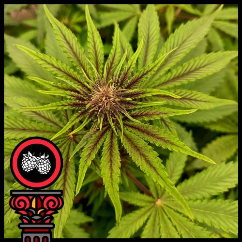 DOMUS SEEDS - REDBERRY EXPRESS AUTO - 5 SEEDS
