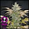 DOMUS SEEDS - ALIEN CHOCOLATE FEM - 3 SEMI