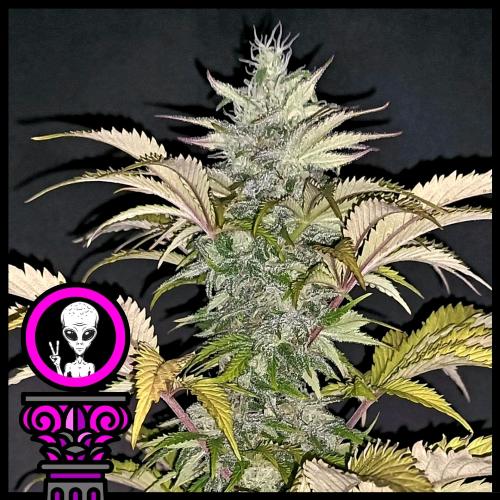 DOMUS SEEDS - ALIEN CHOCOLATE FEM - 3 SEMI