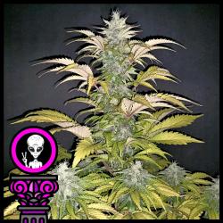 DOMUS SEEDS - ALIEN CHOCOLATE FEM - 3 SEMI