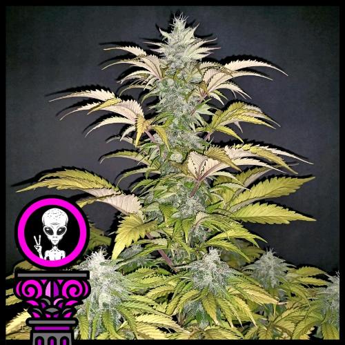DOMUS SEEDS - ALIEN CHOCOLATE FEM - 3 SEMI