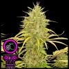 DOMUS SEEDS - AMNESIA LEMON FEM - 3 SEMI