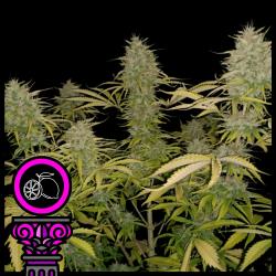 DOMUS SEEDS - AMNESIA LEMON FEM - 5 SEMI