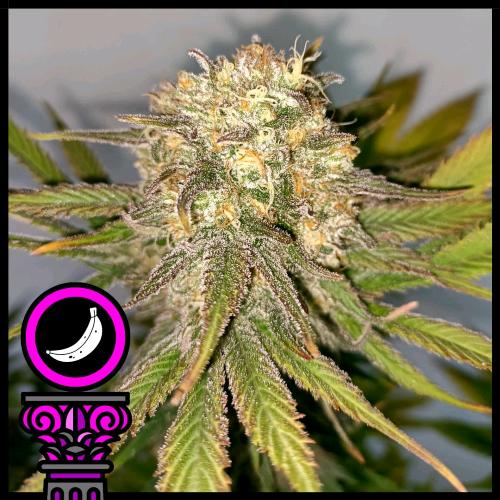 DOMUS SEEDS - BANANA SPLIT FEM - 5 SEEDS