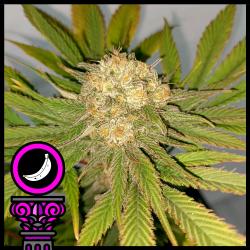 DOMUS SEEDS - BANANA SPLIT FEM - 5 SEEDS
