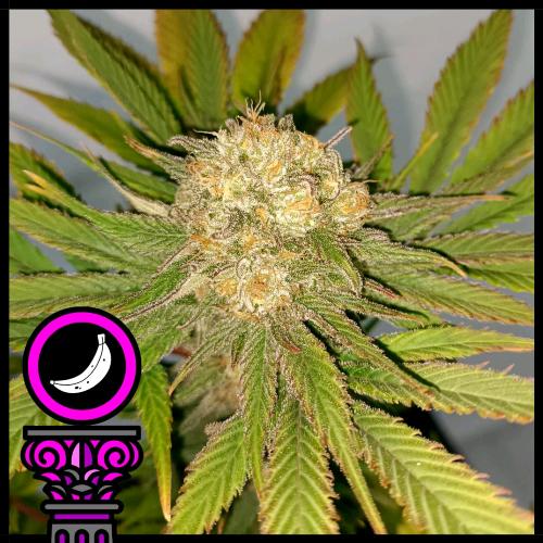 DOMUS SEEDS - BANANA SPLIT FEM - 5 SEEDS