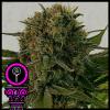 DOMUS SEEDS - BLACK SCOTT'S OG FEM - 5 SEMI